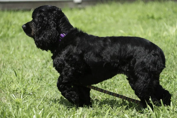 Cocker spaniel dışında — Stok fotoğraf