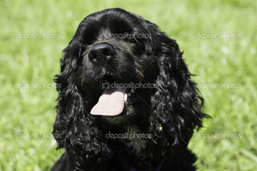 pictures of black cocker spaniels