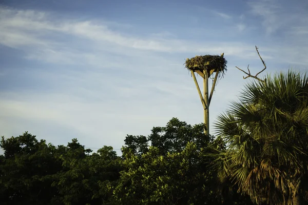 Bird nest in Sanibel Island — Stock Photo, Image