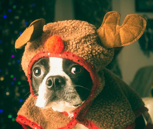 Adobrable Boston Terrier Puppy Rendräkt — Stockfoto