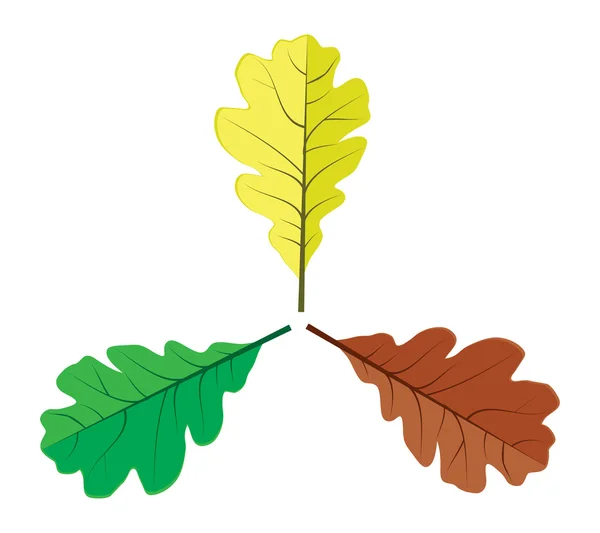 Three oak leaves — Stock Vector