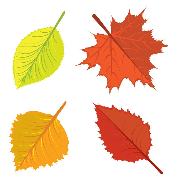 Autumn leaves set — Stock Vector