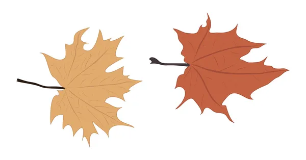 Arțar frunze de toamnă — Vector de stoc