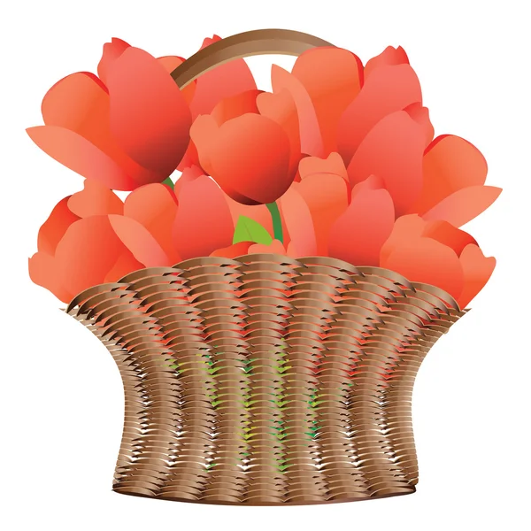 Korb mit Tulpen — Stockvektor