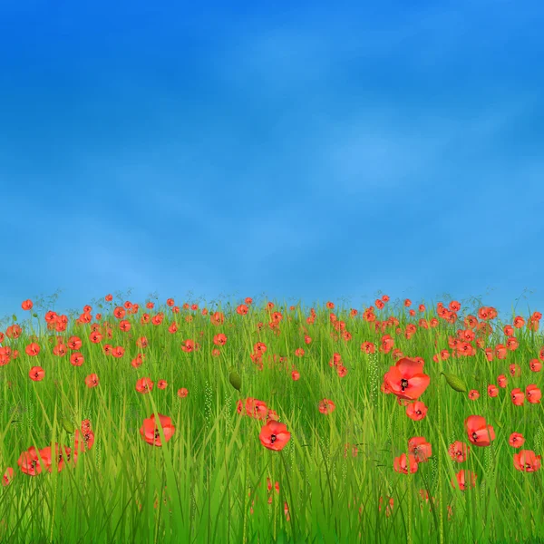 Kukurydza Mak kwiaty przeciw błękitne niebo — Zdjęcie stockowe