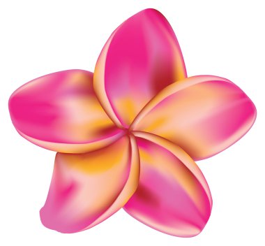 Plumeria çiçek