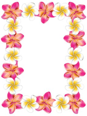 Beyaz ve pembe frangipani çiçekli çerçeve