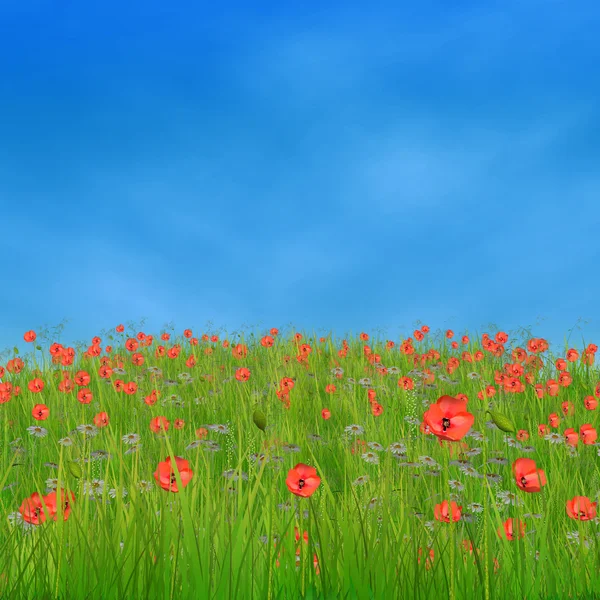 Kukurydza Mak kwiaty przeciw błękitne niebo — Zdjęcie stockowe