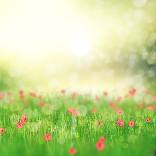 Campo de flores de amapola —  Fotos de Stock