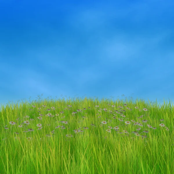 Hierba verde y margaritas —  Fotos de Stock