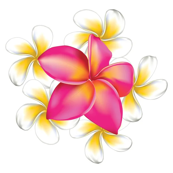 Plumeria fleurs — Image vectorielle