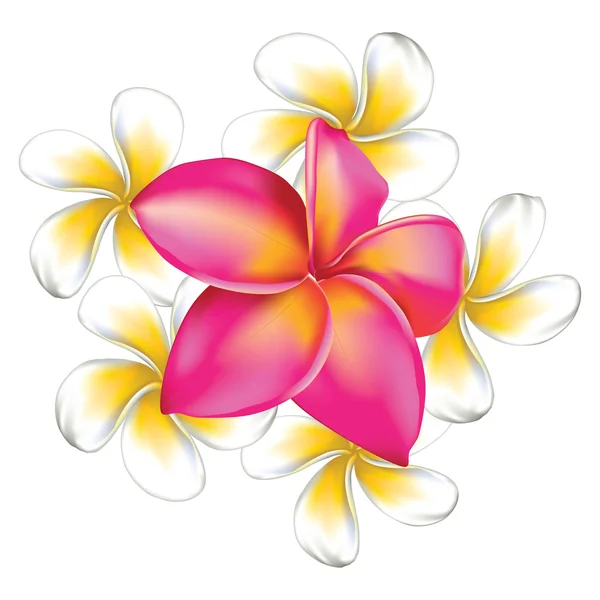 Plumeria flores — Vetor de Stock