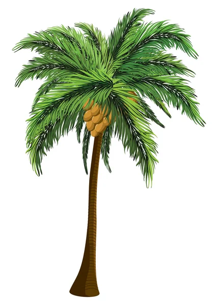 Palm tree with coconut — Stock Vector