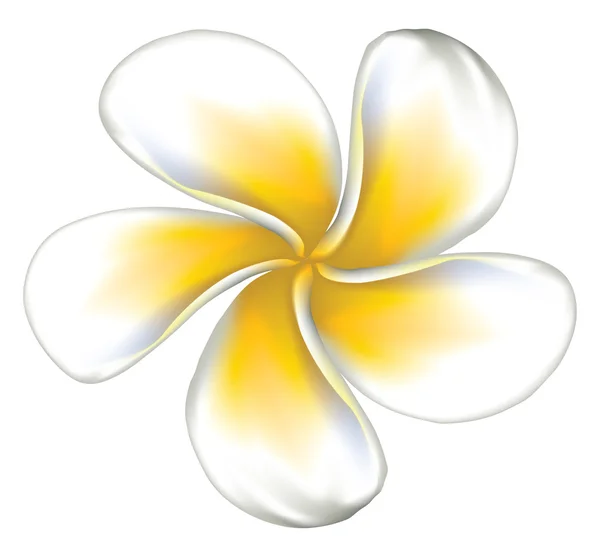 Plumeria Biała (frangipani) — Wektor stockowy