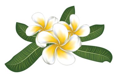 yaprakları ile beyaz plumeria