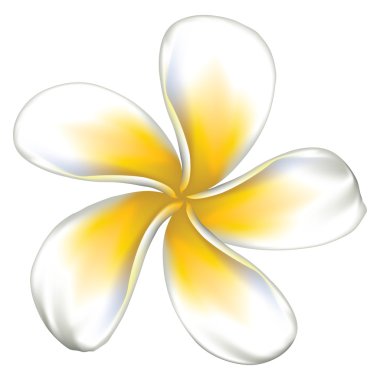 Beyaz plumeria (frangipani)