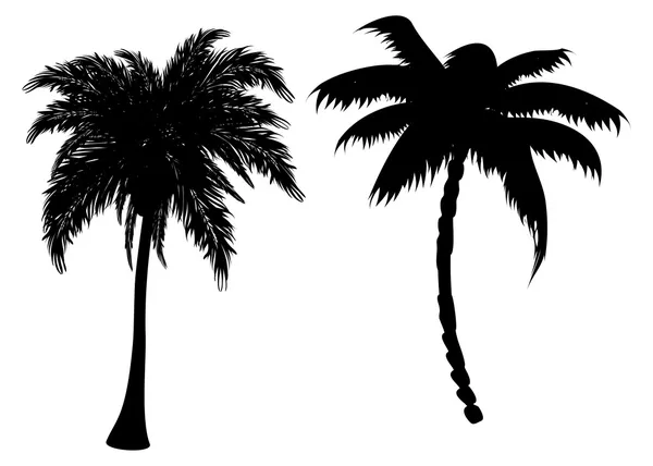 Palm tree silhouettes — Stock Vector