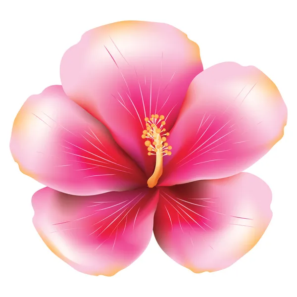 Pink hibiscus — Stock Vector