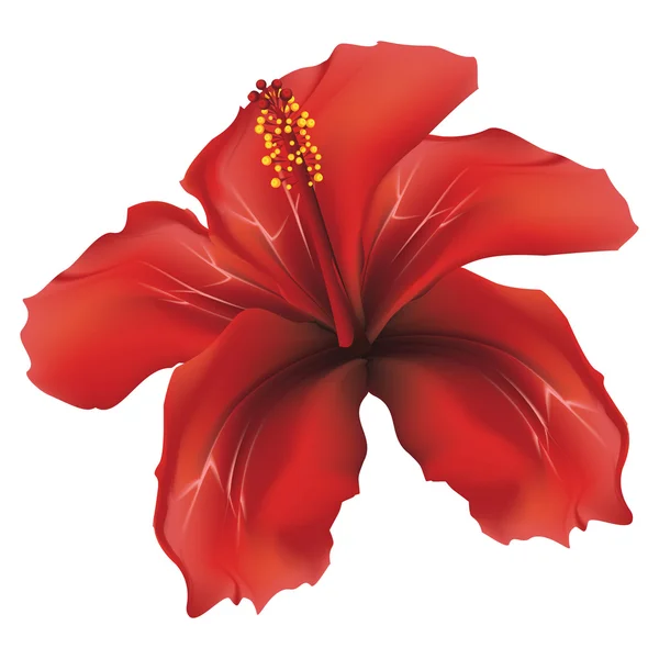 Hibisco rojo — Vector de stock