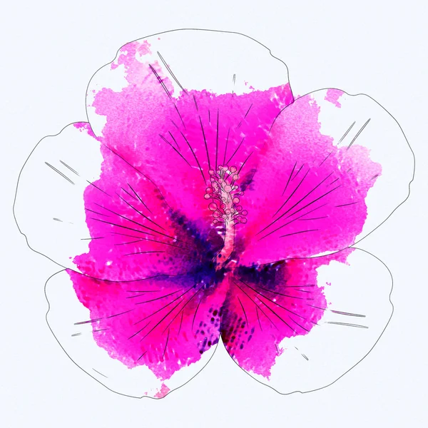 Aquarel roze hibiscus — Stockfoto