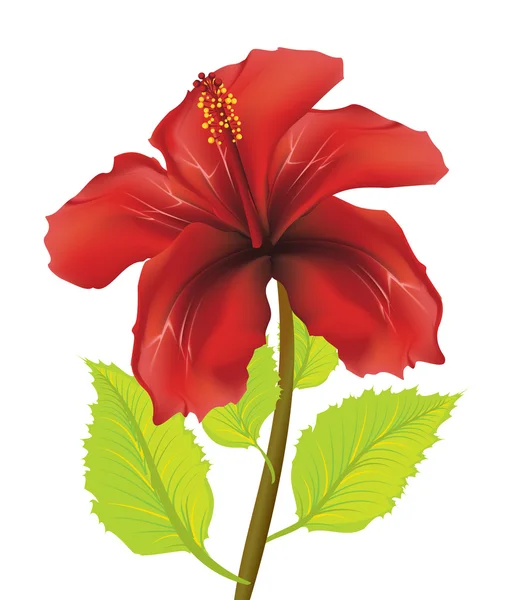 Czerwony hibiscus — Wektor stockowy