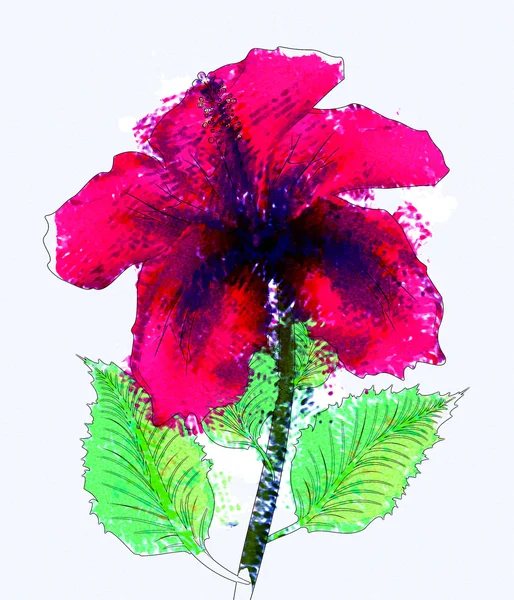 Akvarell röda hibiskus — Stockfoto