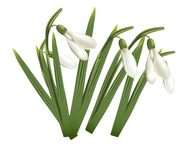 Free Free 171 Snowdrop Svg SVG PNG EPS DXF File