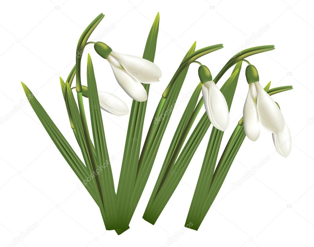 Snowdrops