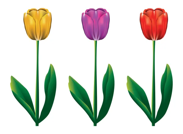 Bunte Tulpen — Stockvektor