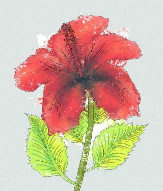 suluboya kırmızı ebegümeci