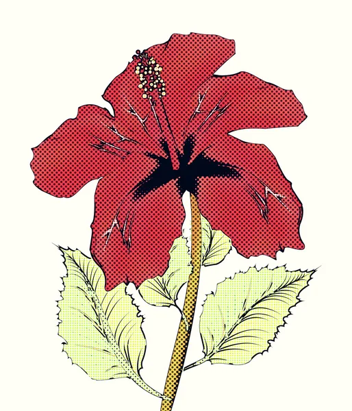 Hibiscus demi-ton — Photo