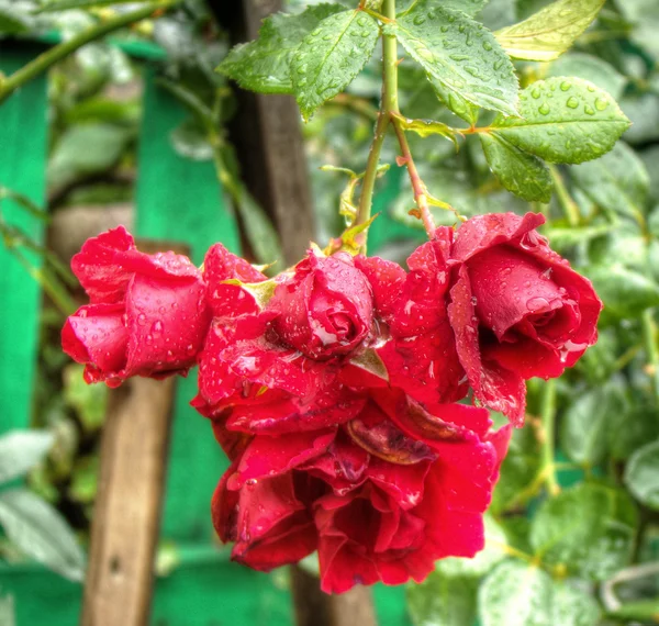 Våta röda rosor — Stockfoto