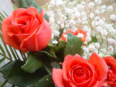 yumuşak kırmızı gül