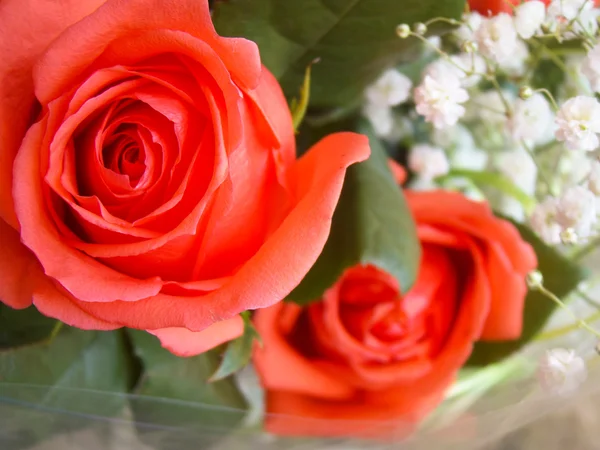 Weiche rote Rosen — Stockfoto