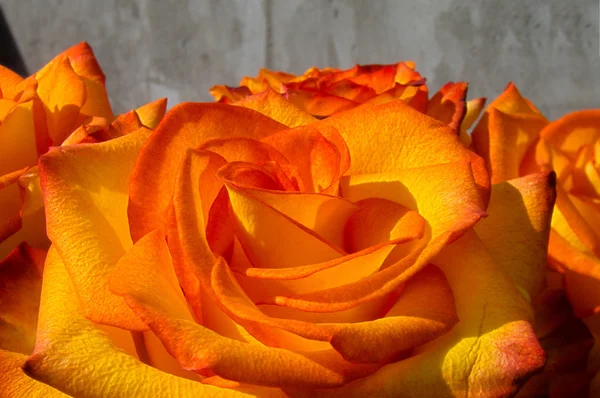 Orangene Rosen — Stockfoto