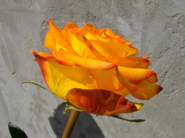 Roses oranges — Photo