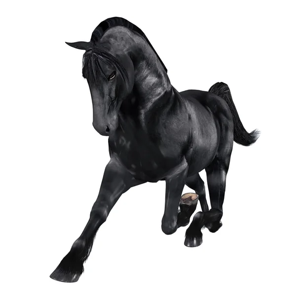 Black horse — Stock Photo, Image