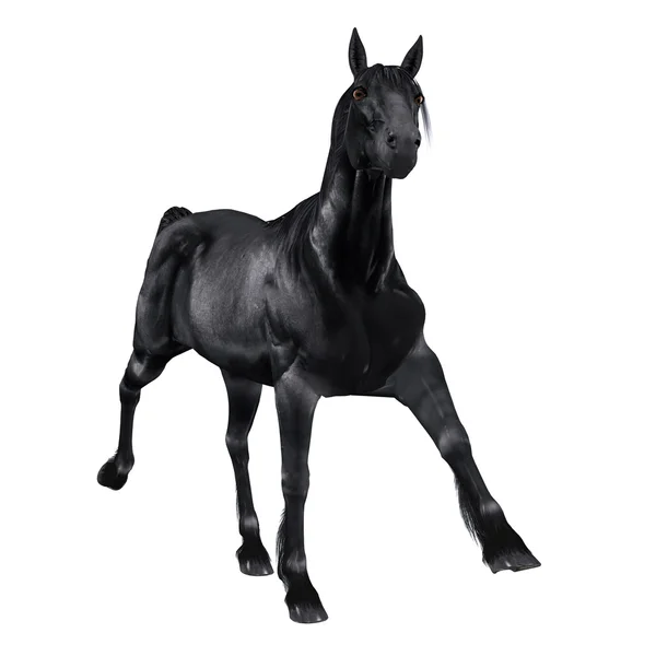 Zwarte Paard — Stockfoto