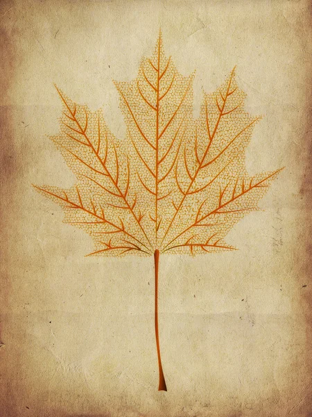 Maple leaf skelet — Stockfoto