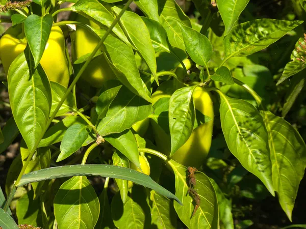 Groene paprika's in tuin — Gratis stockfoto