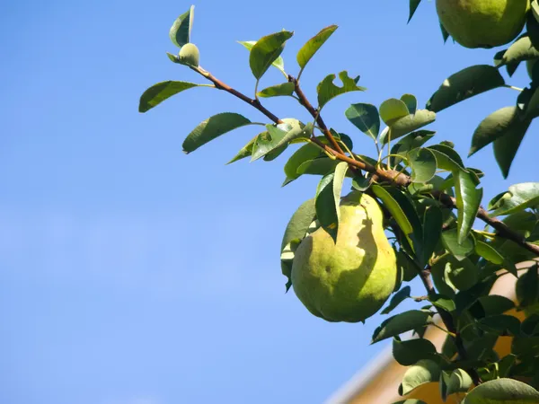 Pear on branch — Free Stock Photo