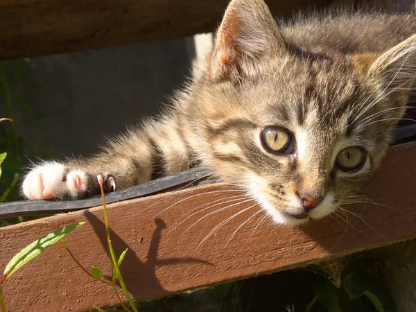 Gatito rayado — Foto de Stock