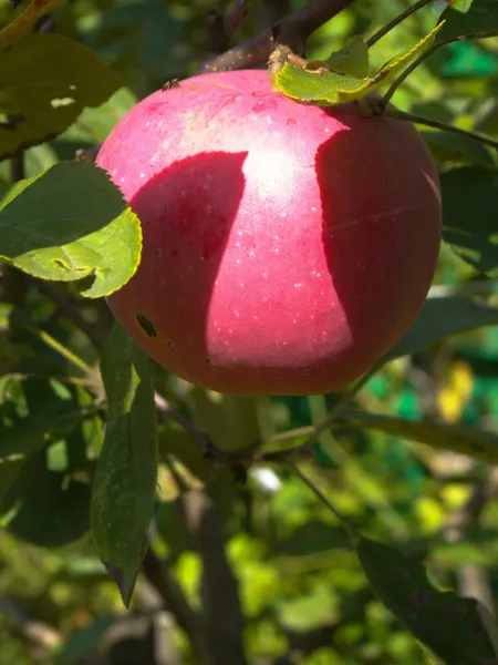 Červené jablko na větvi — Stock fotografie zdarma
