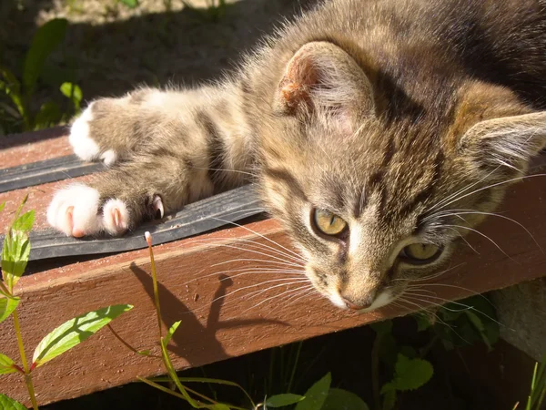 面白いストライプ子猫 — ストック写真