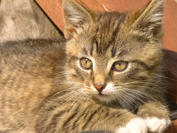 Funny striped kitten — Stock Photo, Image