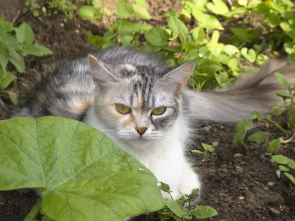 Кіт в саду — стокове фото