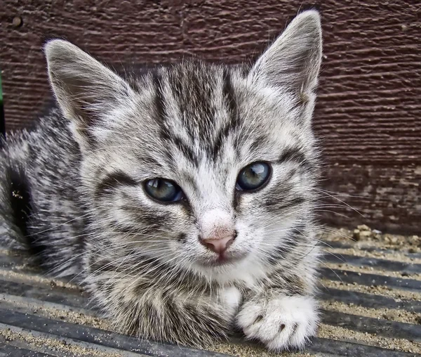 Gray striped kitten — Stock Photo, Image