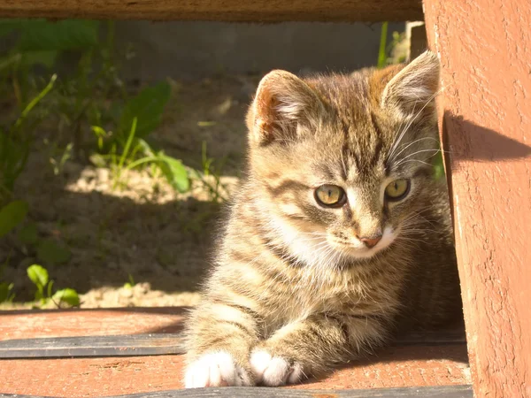 Funny striped kitten — Stock Photo, Image