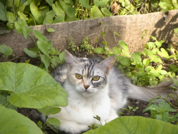 Cat in the garden — Free Stock Photo