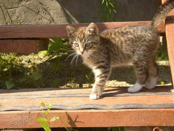 Funny striped kitten — Stock Photo, Image